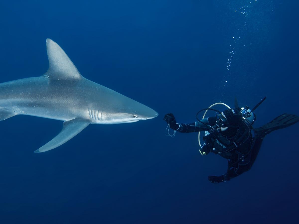 Nadando con Tiburones & Delfines