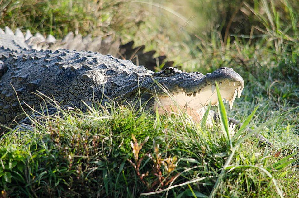 Safari Con Cocodrilos