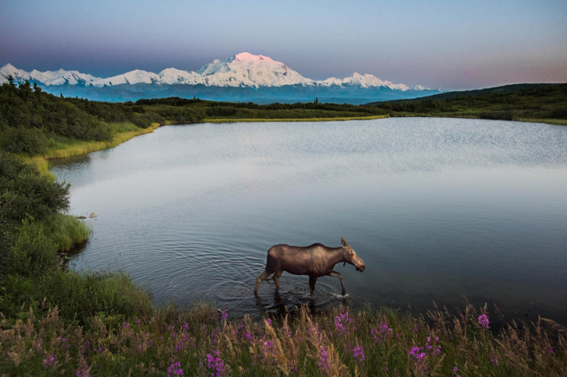 CIRCUITO VERANO EN ALASKA CON SUS PARQUES NACIONALES