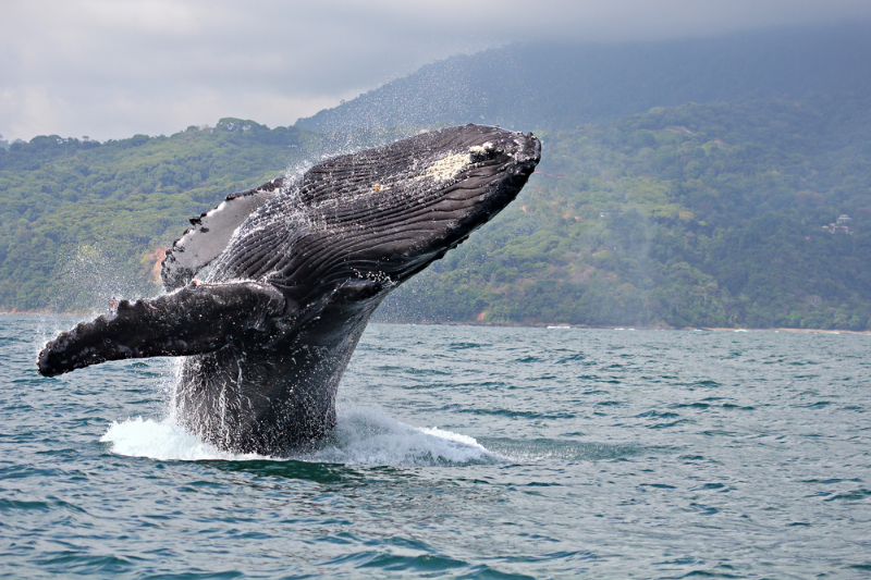 CIRCUITO ESPLENDORES DE CANADÁ CON BALLENAS