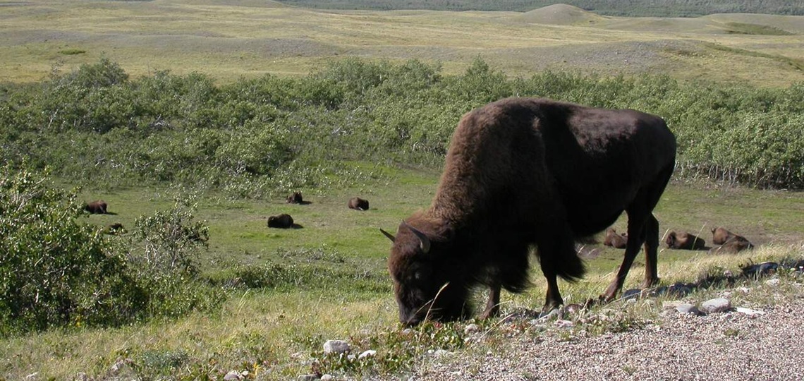 Tour Waterton National Park