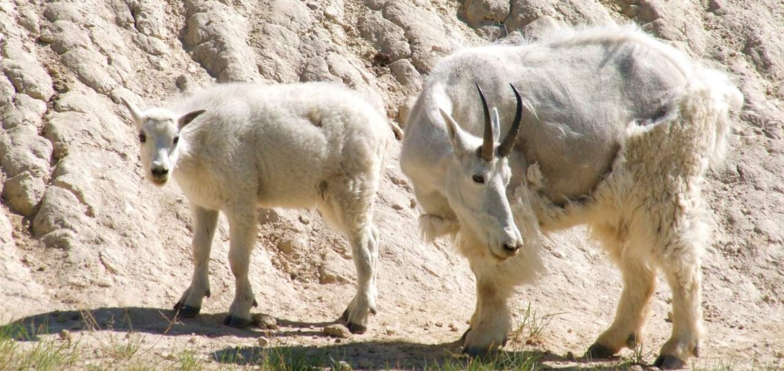 Tour Waterton National Park